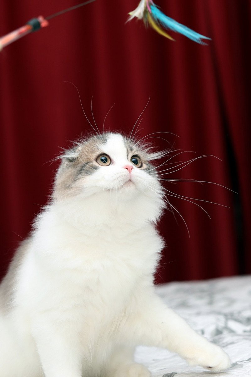 VARNAIS Zeus Mâle Highland Fold VARNAIS Zeus Mâle Highland Fold