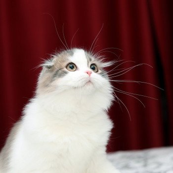 chat Highland Fold VARNAIS Chatterie Scottsborough's chat Highland Fold VARNAIS Chatterie Scottsborough's