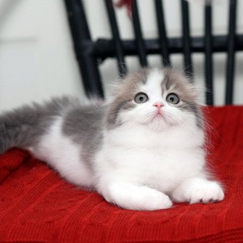 chat Highland Fold blue & blanc arlequin VARNAIS Zeus Chatterie Scottsborough's chat Highland Fold blue & blanc arlequin VARNAIS Zeus Chatterie Scottsborough's