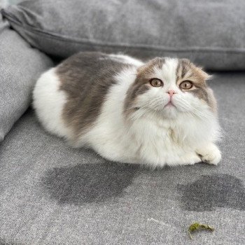 chat Highland Fold blue & blanc arlequin VARNAIS Zeus Chatterie Scottsborough's chat Highland Fold blue & blanc arlequin VARNAIS Zeus Chatterie Scottsborough's