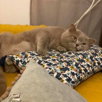 chat Scottish Straight lilac Piou Chatterie Scottsborough's