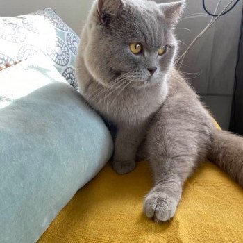 chat Scottish Straight lilac Piou Chatterie Scottsborough's