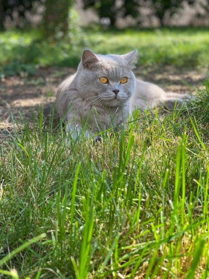 Piou des Pebbles Cats Mâle Scottish Straight