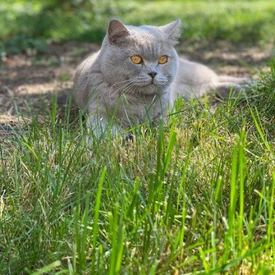 Piou des Pebbles Cats Mâle Scottish Straight