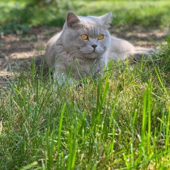 Piou des Pebbles Cats Mâle Scottish Straight