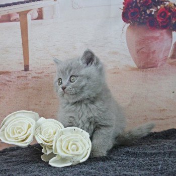 chat Scottish Straight lilac Piou Chatterie Scottsborough's