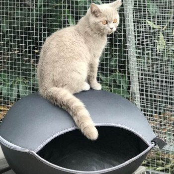 chat Scottish Straight lilac Piou Chatterie Scottsborough's