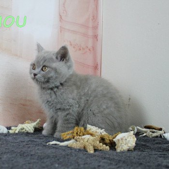 chat Scottish Straight lilac Piou Chatterie Scottsborough's