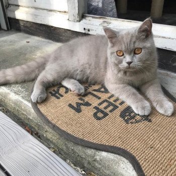 chat Scottish Straight lilac Piou Chatterie Scottsborough's