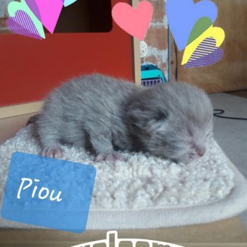 chat Scottish Straight lilac Piou Chatterie Scottsborough's