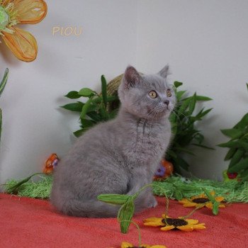 chat Scottish Straight lilac Piou Chatterie Scottsborough's