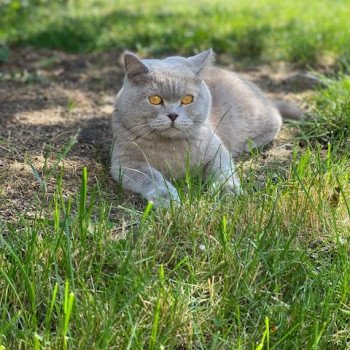 chat Scottish Straight lilac Piou Chatterie Scottsborough's