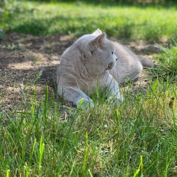 chat Scottish Straight lilac Piou Chatterie Scottsborough's