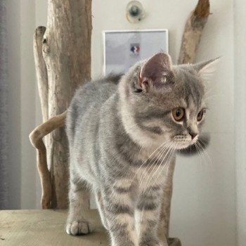 chat Scottish Straight blue mackerel tabby Rowena Chatterie Scottsborough's