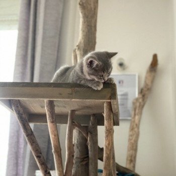 chat Scottish Straight blue mackerel tabby Rowena Chatterie Scottsborough's