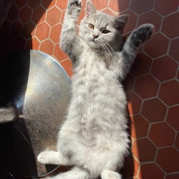 chat Scottish Straight blue mackerel tabby Rowena Chatterie Scottsborough's