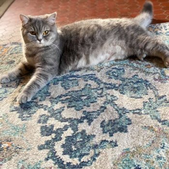 chat Scottish Straight blue mackerel tabby Rowena Chatterie Scottsborough's