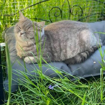 chat Scottish Straight blue mackerel tabby Rowena Chatterie Scottsborough's