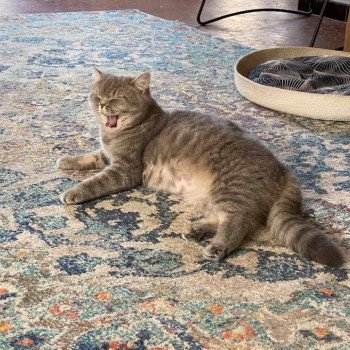 chat Scottish Straight blue mackerel tabby Rowena Chatterie Scottsborough's