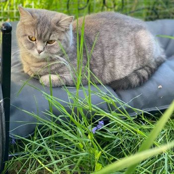 chat Scottish Straight blue mackerel tabby Rowena Chatterie Scottsborough's