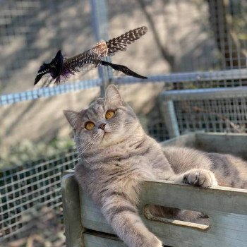 chat Scottish Straight blue mackerel tabby Rowena Chatterie Scottsborough's