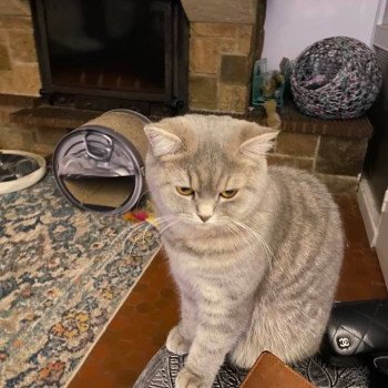 chat Scottish Straight blue mackerel tabby Rowena Chatterie Scottsborough's