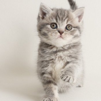 chat Scottish Straight Rowena Chatterie Scottsborough's
