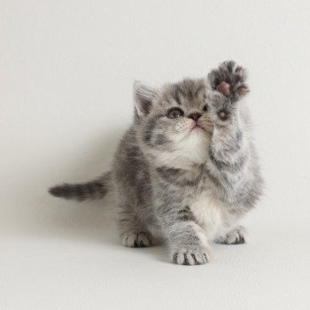 chat Scottish Straight blue tabby Rowena Chatterie Scottsborough's