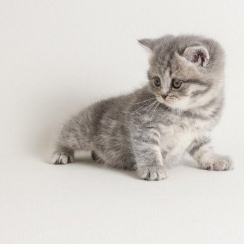 chat Scottish Straight blue tabby Rowena Chatterie Scottsborough's