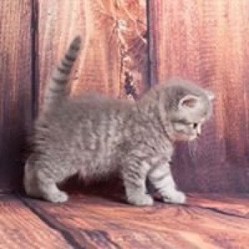 chat Scottish Straight blue tabby Rowena Chatterie Scottsborough's