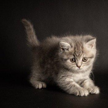 chat Scottish Straight blue tabby Rowena Chatterie Scottsborough's