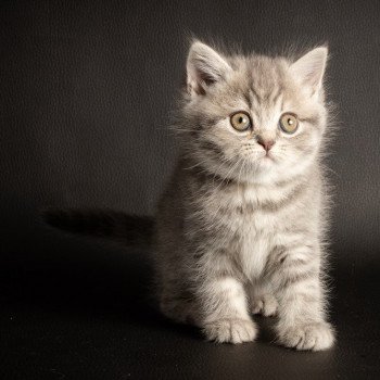 chat Scottish Straight blue tabby Rowena Chatterie Scottsborough's